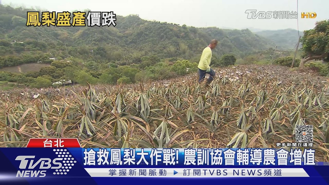 十個鳳梨農九個虧! 南部鳳梨採收撞期果農喊苦