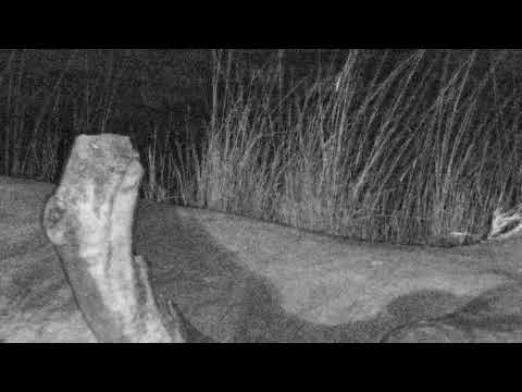 Djuma: 2nd leopard(Thandi) joins Hosana at pan-Pt:3 - 20:20 - 07/27/18