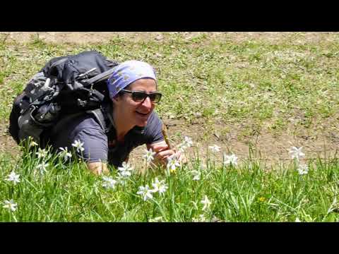 Narzissenwanderung ob Seewis im Prättigau (GR) / 01.06.19