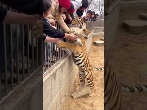 Tiger Saves Tiny Puppy After It Falls Into His Enclosure! 😱🐯🐱 #puppy #dog #tiger #shorts