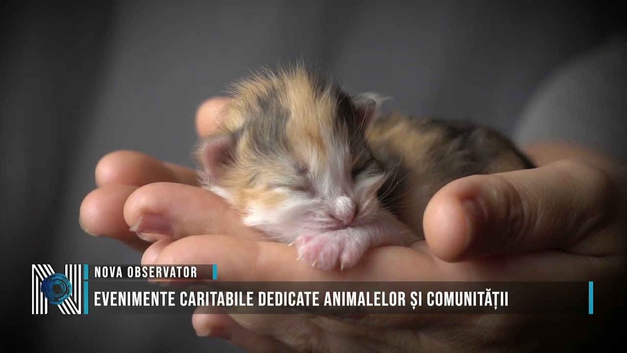 Evenimente caritabile dedicate animalelor și comunității