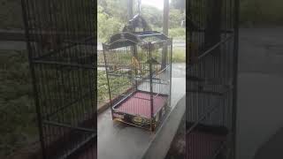 Download lagu Kenari dewa ruci paska ganti hotel masi perlu adaptasi mp3 Download lagu Kenari dewa ruci paska ganti hotel masi perlu adaptasi mp3