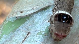 preview picture of video 'Caterpillar, Alope Sphinx Caterpillar, plague of papaya,'