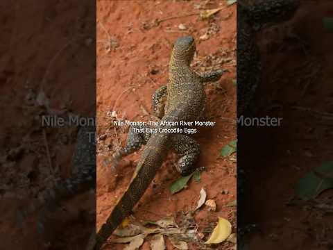 Nile Monitor: The African River Monster That Eats Crocodile Eggs