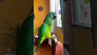 Esse papagaio escutou a briga do vizinho e se meteu 😭
