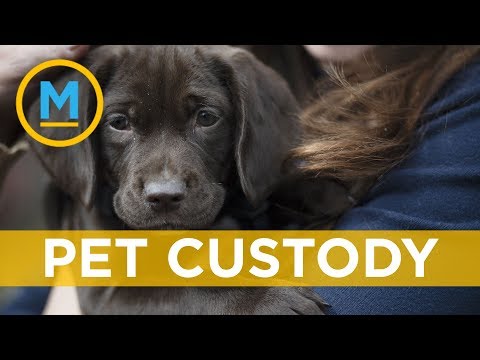 When two people break up, who gets custody of the pet? | Your Morning