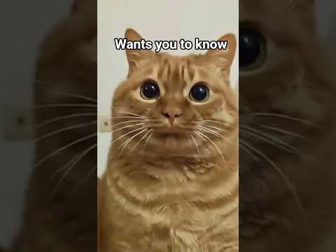 You own this to whatever sent you this video..#fyp #shorts #foryou #cat #funny #viral #memes #unfrez