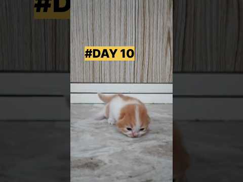 Kitten Growing Up #Day 1 _ 10 #cat #shorts #trending