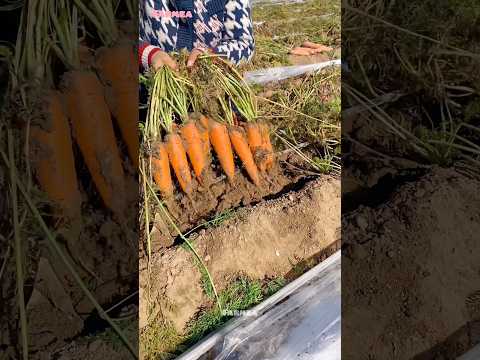 , title : 'Harvest carrots #naturalgift #satisfying'