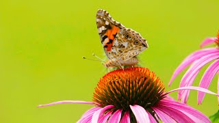 Peaceful Piano for Study, Focus & Relaxation: Around the World in 3 Hours