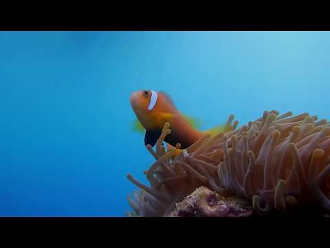 Minus Blue feat Emma Saville - Be As One - DREAMWALKER