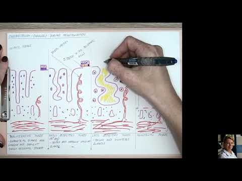 32-33 Endometrium during mentrual cycle