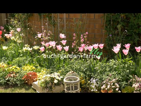 メンテナンス不要のグランドカバーロッカリープラント: 春に植えるべき5つの驚くべき植物  庭園