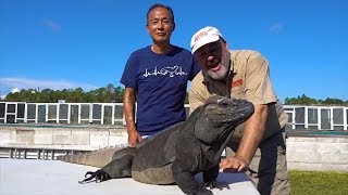 The Lizards of Your Dreams