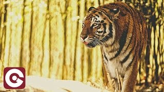 DENNY BERLAND ft SEAN - Love For You (The Him Extended Mix)