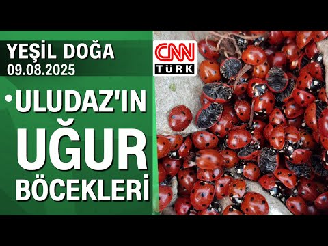 The story of ladybugs living in Kahramanmaraş Uludaz - Green Nature 09.08.2025 Saturday