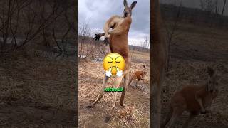 The animals of Australia🔥  #shorts #australia #traveltips