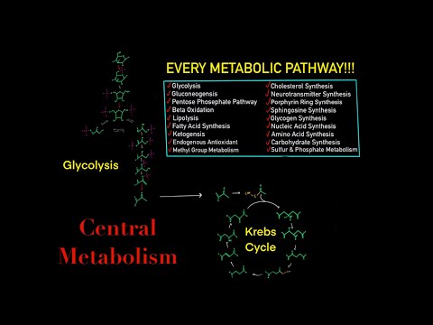 EVERY SINGLE METABOLIC PATHWAY YOU NEED FOR MCAT BIOCHEMISTRY IN 30 MINUTES!