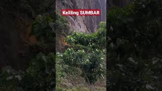 Download lagu Lembah Harau - Payakumbuh - Lima Puluh Kota - Perjalanan Di Ranah Minang -  Keliling SUMBAR mp3 Download lagu Lembah Harau - Payakumbuh - Lima Puluh Kota - Perjalanan Di Ranah Minang -  Keliling SUMBAR mp3