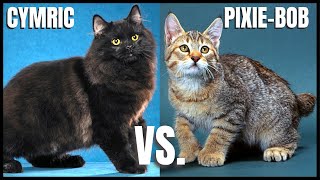 Cymric Cat VS. Pixie-Bob Cat