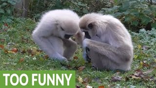 Gibbons chase away intrusive rat from enclosure