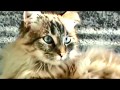 Ide UNUSUAL NAMES AND BREEDS OF CATS, Video Polydactyl Cats Hunting paling seru!