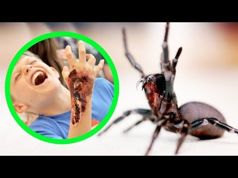image-Can any Australian spiders kill you?