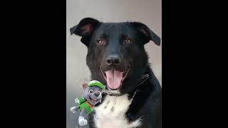 PATRULHA CANINA NA VIDA REAL #patrulhacanina #patrulhacaninaofilme #patrulhacaninadesenho #pawpatrol