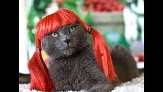 Cat.Смешные коты и кошки.Кэт.