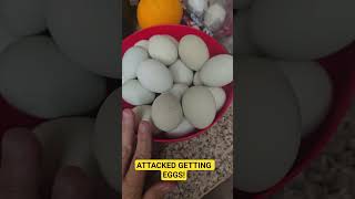 Let's Collect Today's Eggs  #food #backyardchickens #fun  #love  #new #chicken