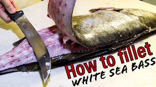 How to Fillet White Sea Bass PLUS removing Stones