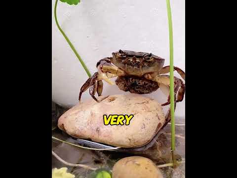 Saved a Crab with NO Legs. Her Miraculous Regrowth & Secret Ending Left Millions in Tears!😭#usa