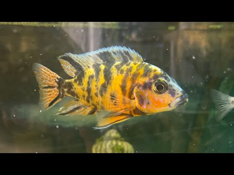 Unlock the Secrets of African Cichlid Breeding!
