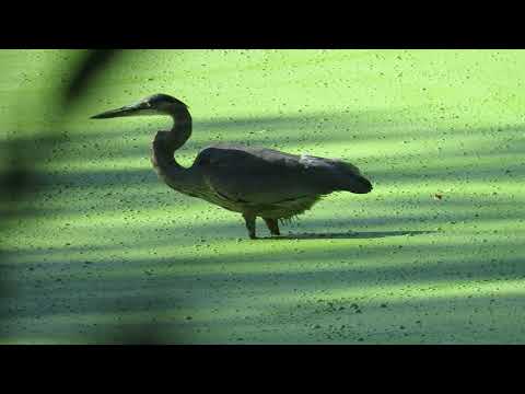 Great Blue Heron and Great Egret