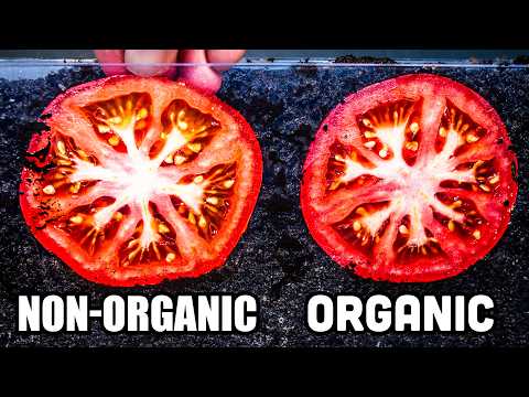The Great Tomato Mystery: Organic vs Non-Organic (Time-Lapse)
