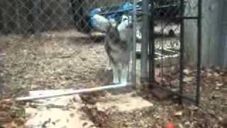 Amazing Husky Escape Trick