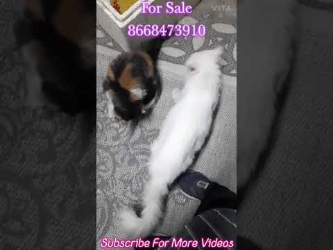 Persian Cat White Male And Calico Female For Sale 8668473910