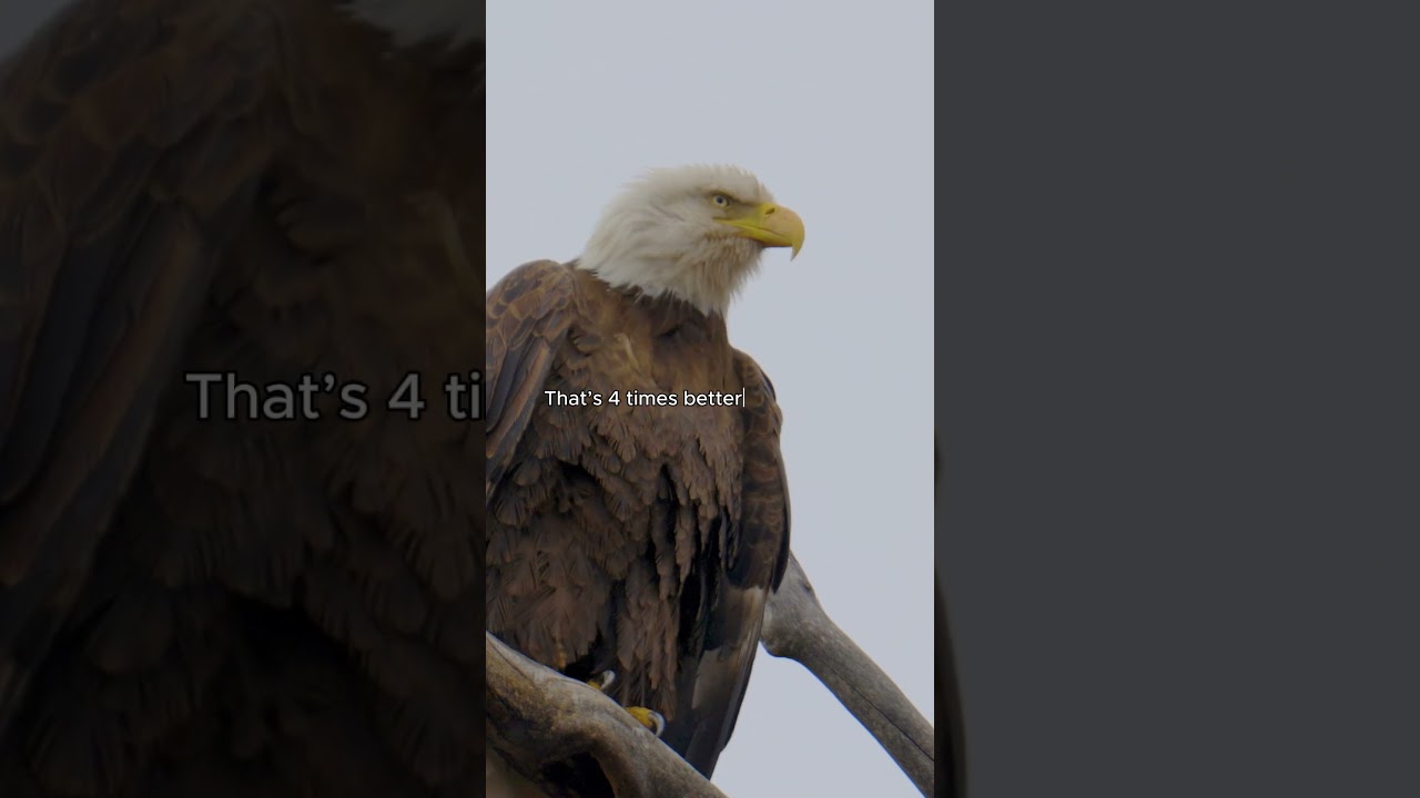 Why Eagles Can See You From 5 Miles Away