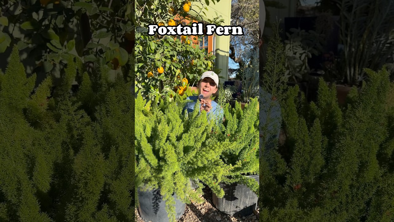 Foxtail fern care & tips video guide at Vivero Growers Nursery