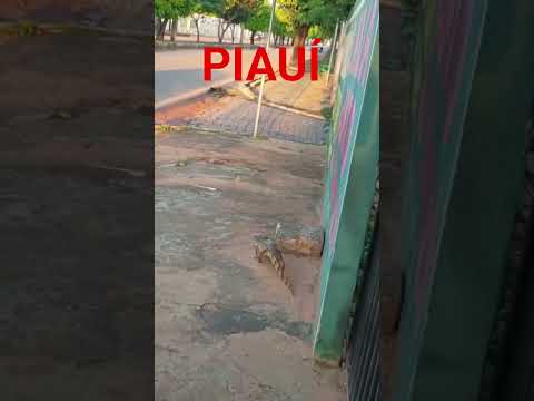 Jacaré anda tranquilo em São Raimundo Nonato Piauí