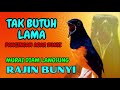PANCINGAN PAGI PAGI AGAR MURAI GACOR MURAI DIAM PASTI NYAUT EMOSI