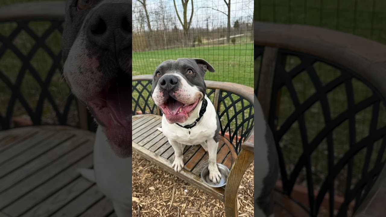 Zazu, a Adoptable mixed breed in Dayton, OH video 6/6