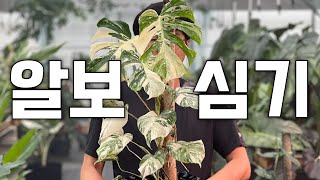 알보 300개 넘게 심어본 사장님이 알보 심는법 (별거없음주의