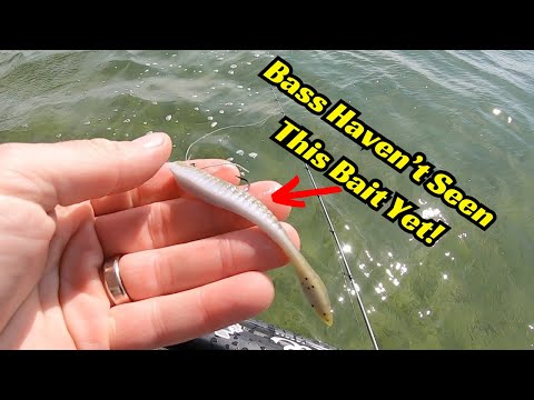 Bass Haven’t Seen This Bait Yet! It’s Like Bass Candy!