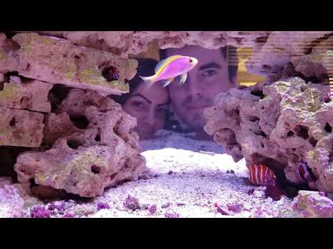 ペパーミントエンゼルフィッシュ