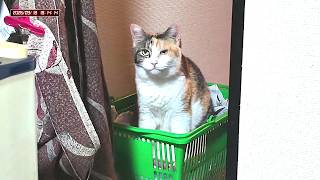 三毛猫フミちゃん  LIVE配信    2026年9月18日　calico cat　(LIVE stream)
