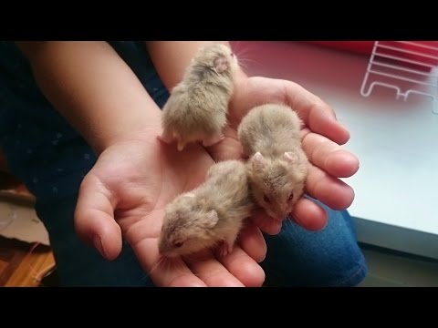 HAMSTERS for children. They were born 3. Evolution from 1 day to 20 days at home