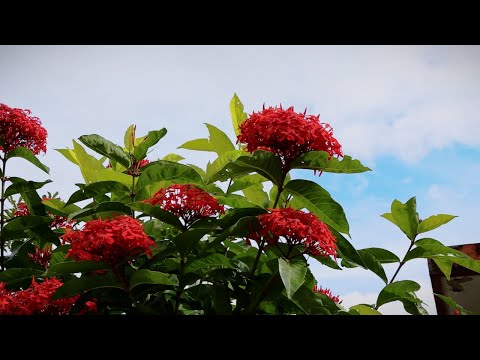Video thumbnail for 沖縄からの風 (Okinawa kara no Kaze)