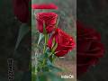 Beautiful Rose Flowers Status Shorts Shortsvirlsvideos Shortlivesong Flowers Status Viral