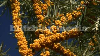 preview picture of video 'Stock Footage Europe Germany Baltic Sea Mecklenburg Sea Buckthorn Sanddorn Naturheilkunde Ostsee HD'